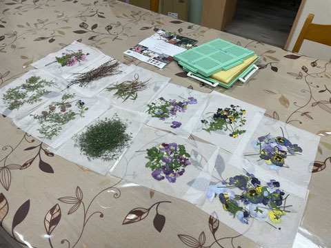 押し花作品