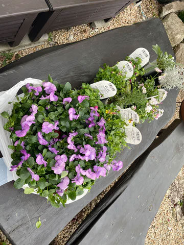 ビオラ寄せ植え