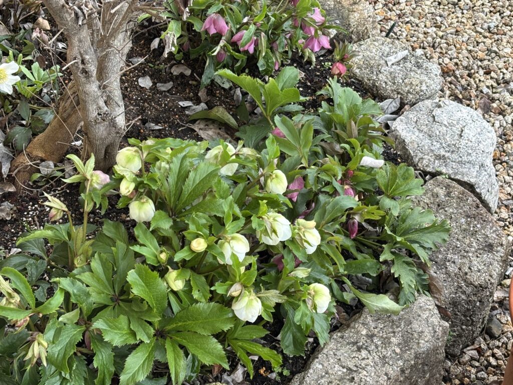 クリスマスローズ