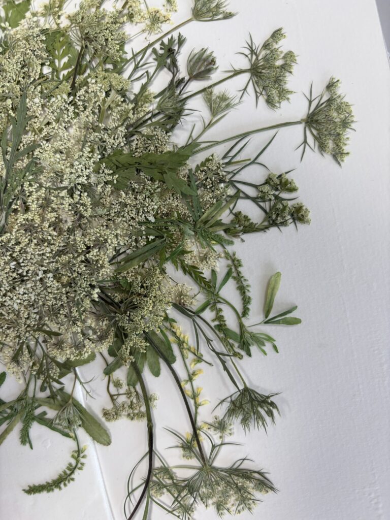 クイーンアンズレース