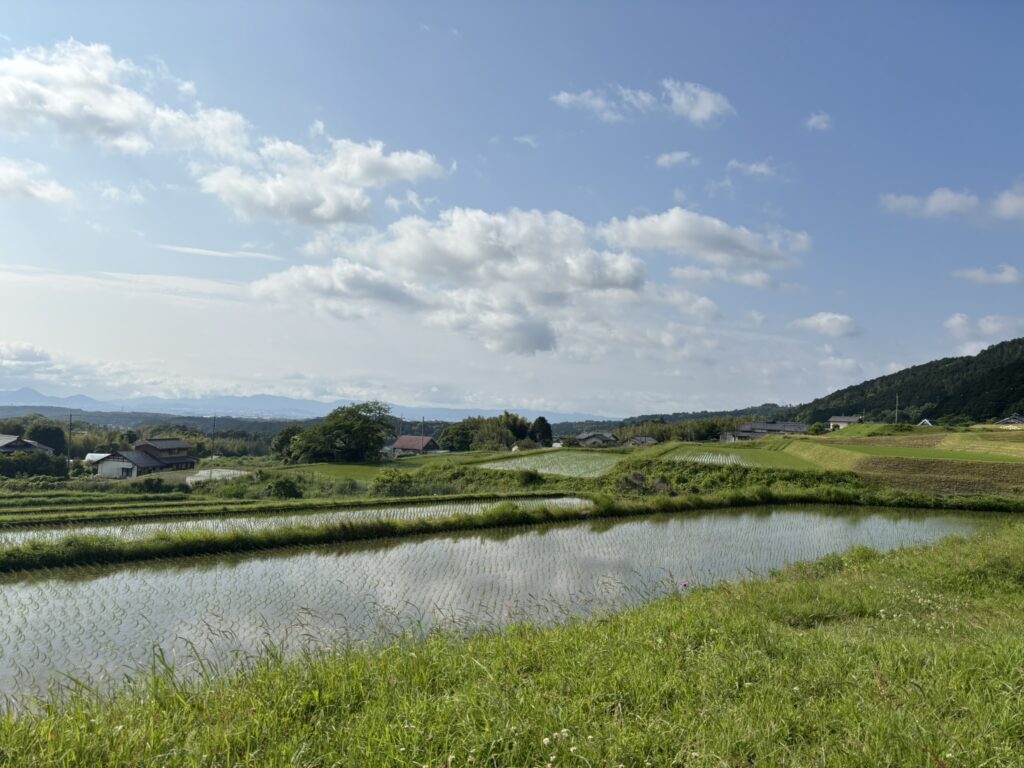 田んぼの風景